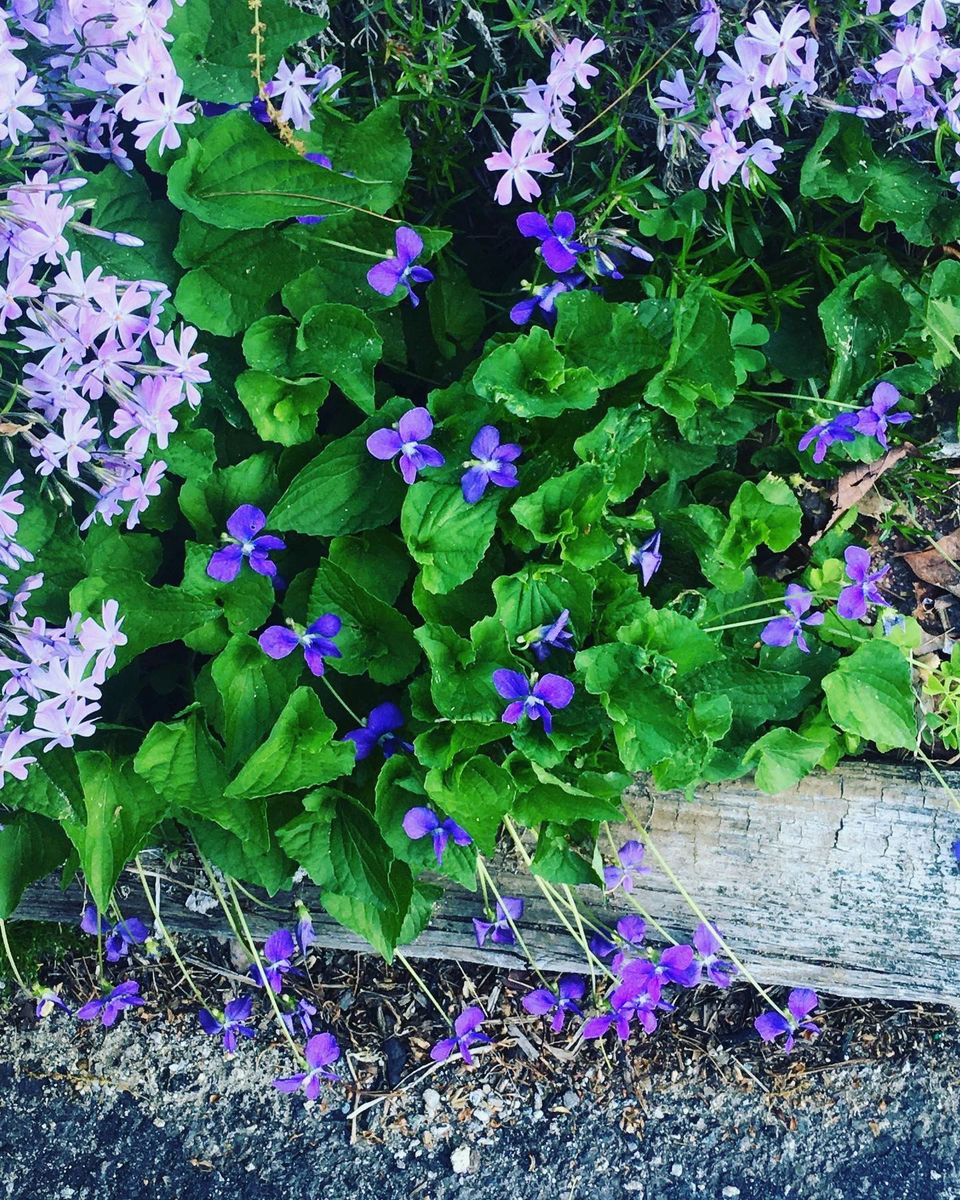 Dark purple violets with green, curling, wedgelike leaves, surrounded by lighter purple phlox blosso