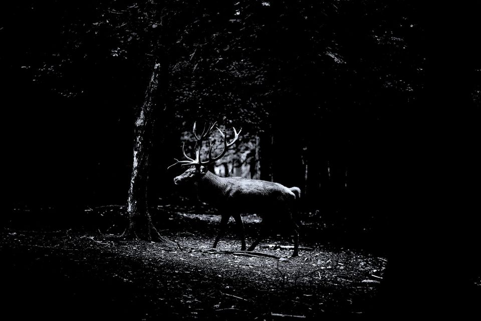 New Moon (Occult): Two in one in two