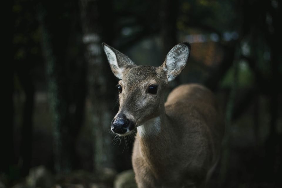 A brown-grey female deer with large, dark eyes and pricked up ears. The background is blurry.