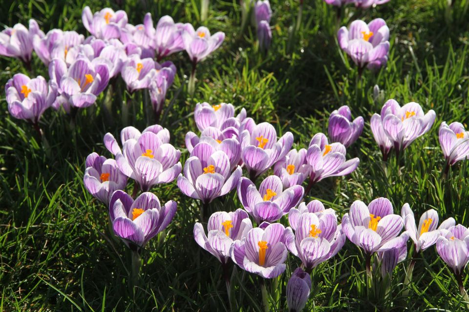 Striated purple flowers with yellow stamens rise from a bed of green grass.