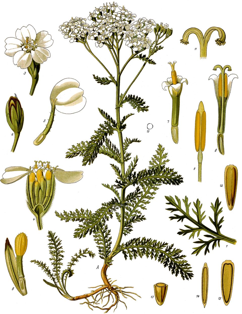 A botanical illustration of a plant with clusters of tiny white flowers and soft-looking leaves.