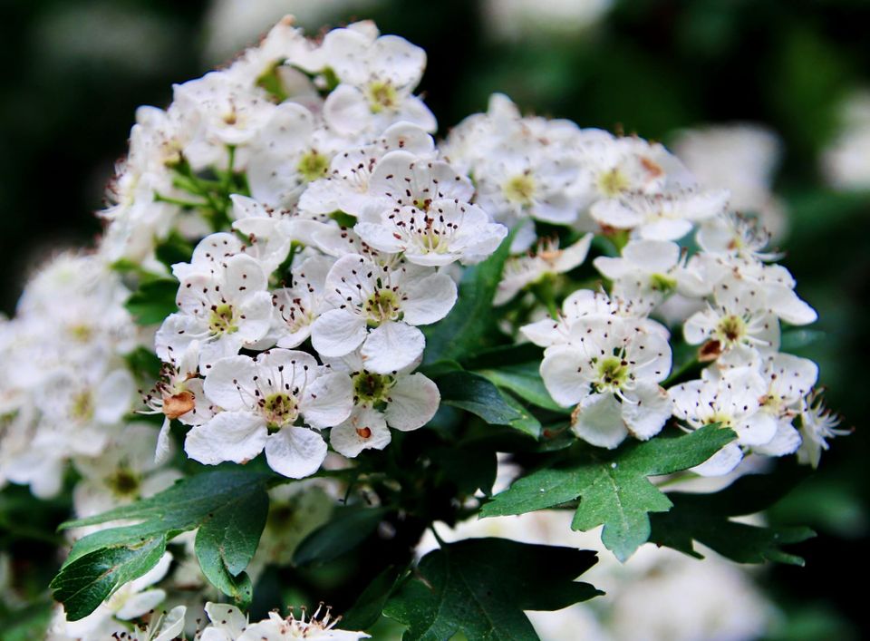 White flowers with five petals and rich green lobed leaves.