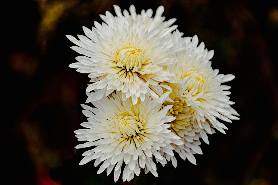Lush white flowers with dozens of nested petals apiece, with cream-yellow centers that are still unfolding.