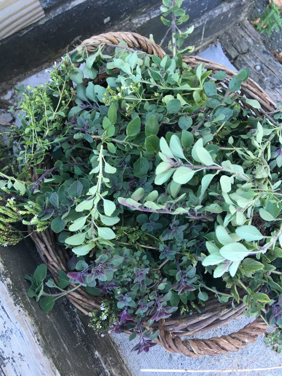 A basket piled high with herbs, the most visible ones being oregano and thyme, which are both green with purplish undertones. There are also thyme and mint flowers peeking out.