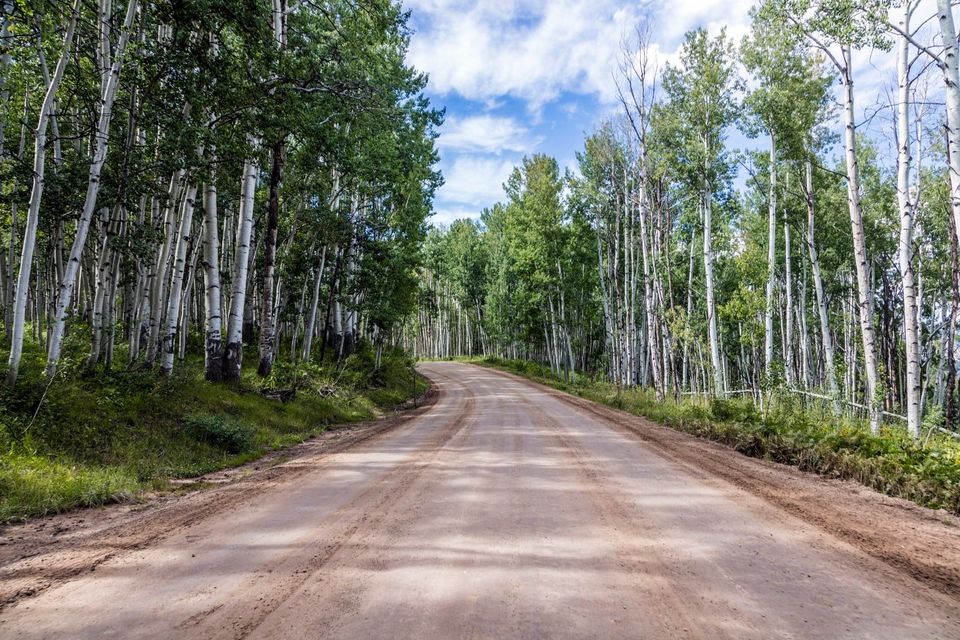 Very tall, white-barked, slender trees with green leaves line a dirt road under a blue, partly cloudy sky.