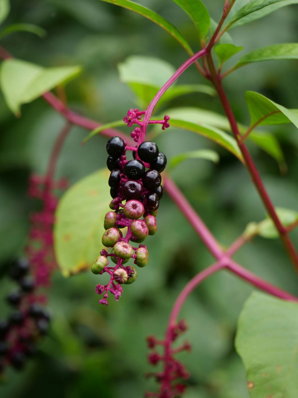 A tubular cluster of black berries in gradations from purplish black to pale green, on a pink stalk.