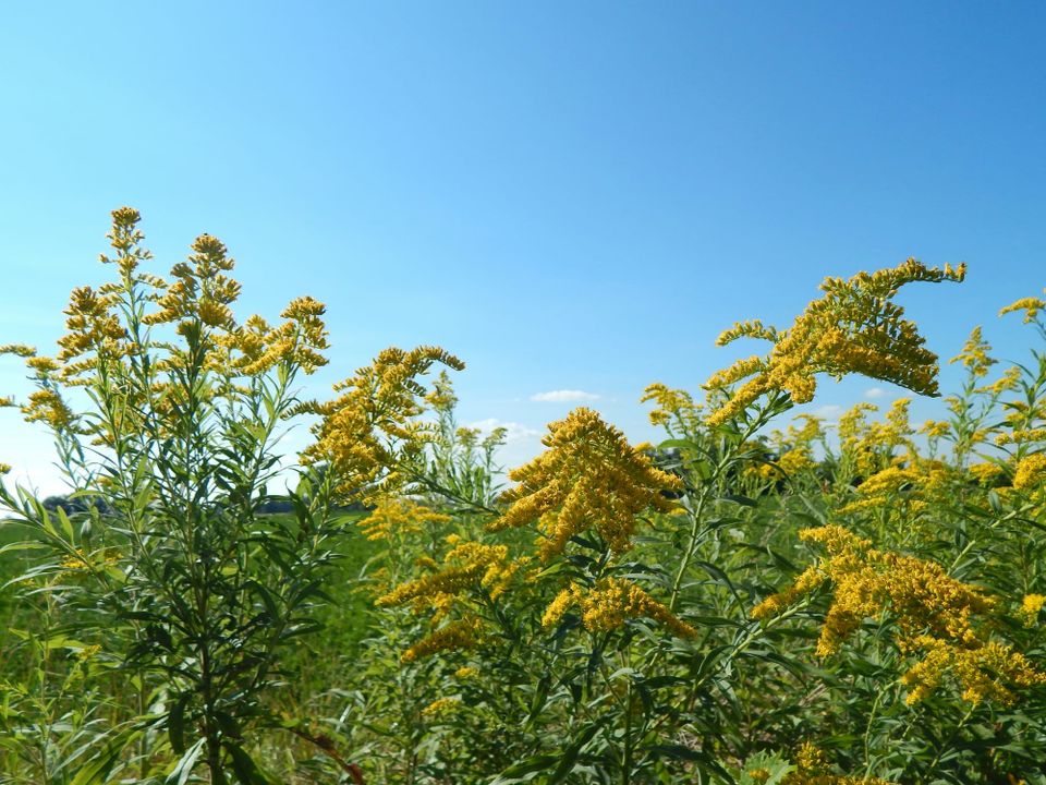 Lush yellow inflorescences on green stalks with thin leaves, against a blue, nearly clear sky.