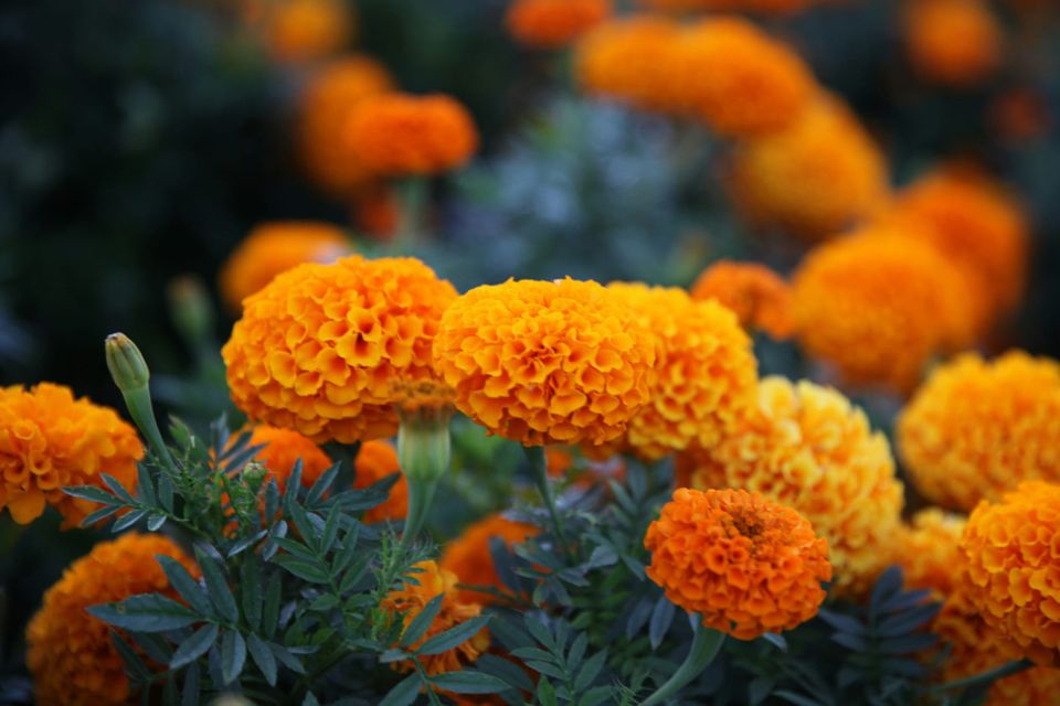 Orange puffy flowers with green pinnate leaves.