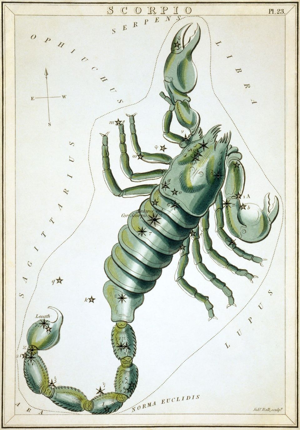 A colored print engraving of a dark greenish-black scorpion whose shape overlays the stars in the constellation Scorpio.