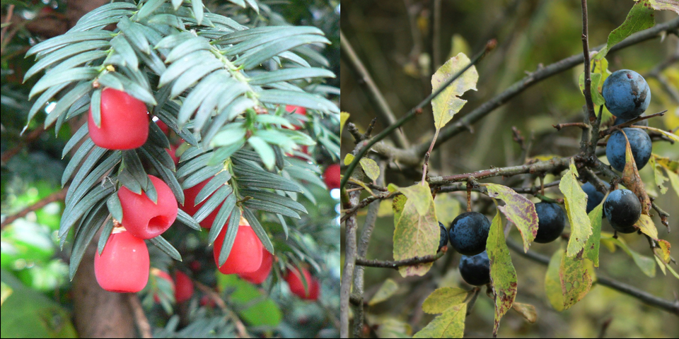 Two pictures of trees with their fruit. Fuller image descriptions are provided for standalone images further down.