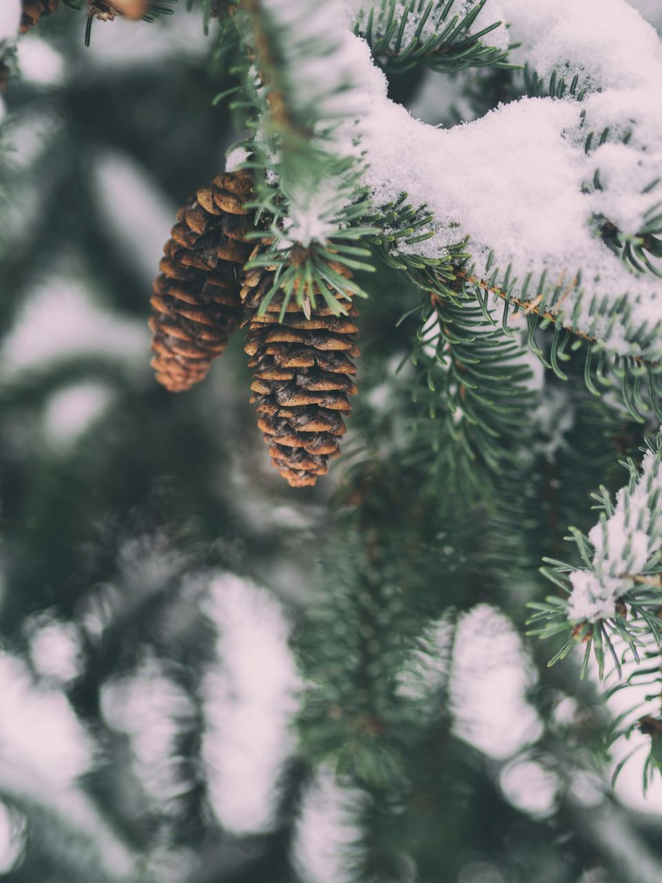 Green conifer needles adorn the branches of some otherwise blurry and snow-covered tree. Two cones hang down.
