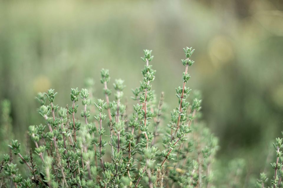Thin, delicate stalks of a green herb with opposite pairs of elliptic, round-tipped, untoothed leaves.
