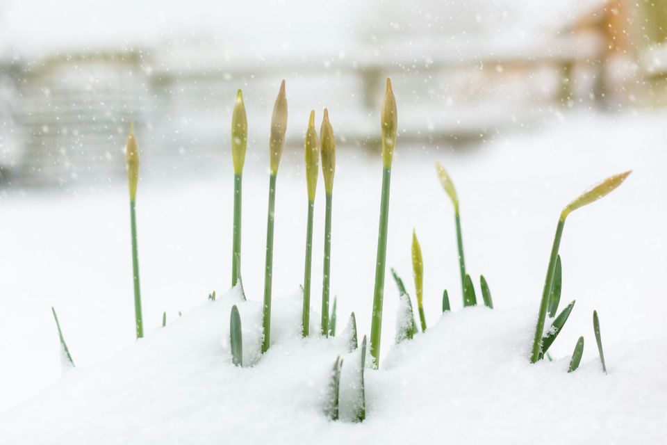 Yellow, unopened daffodils poke up from snow.