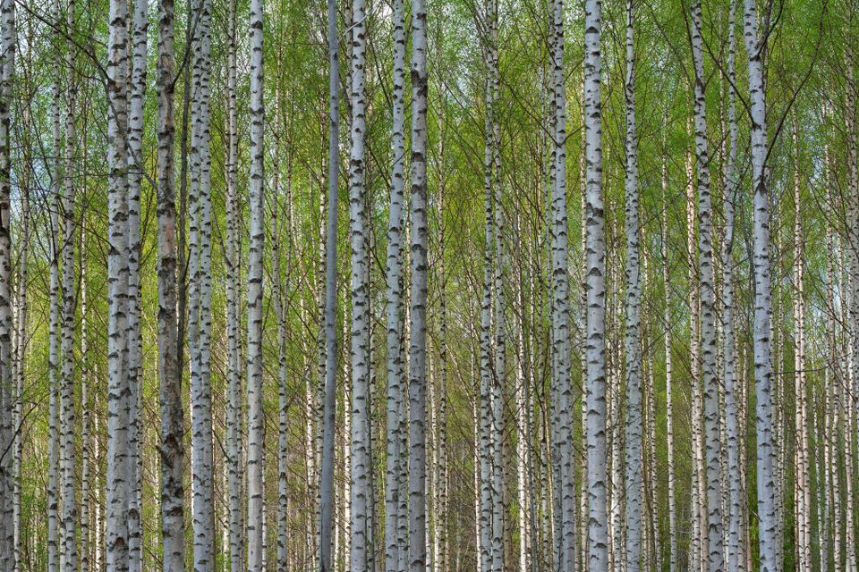 Dozens of straight, slender white trees with black "stripes" where the bark is splitting. They have green leaves.