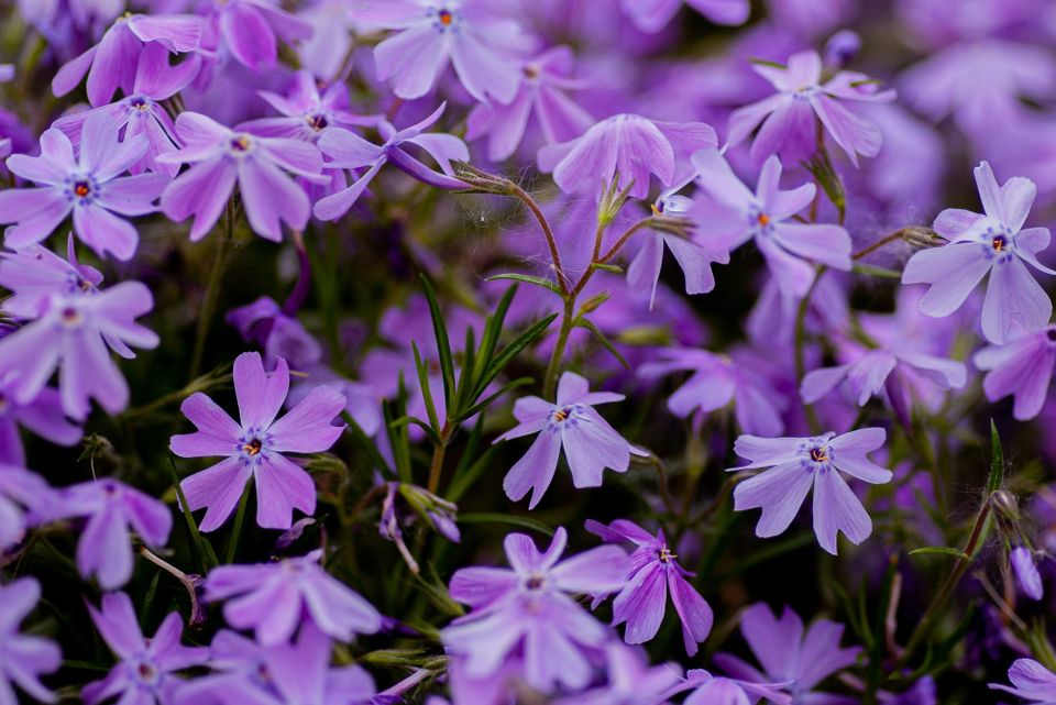 Delicate five-petaled purple-pink flowers growing in a large mass.