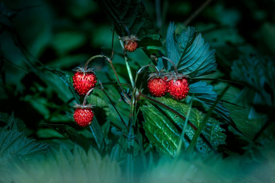 Tiny red fruits amid a sea of lush green leaves.
