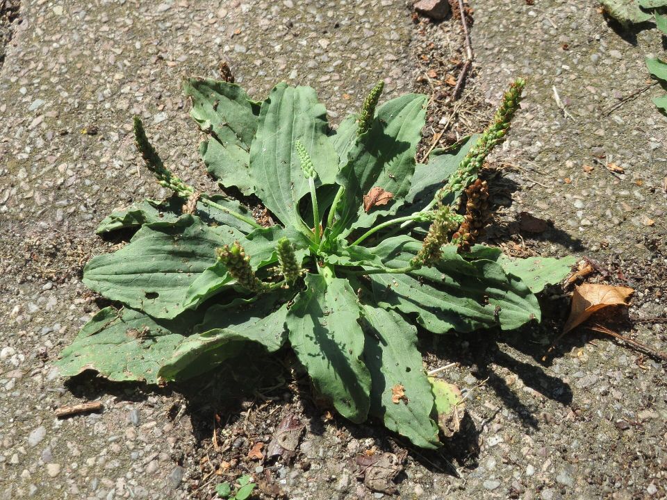 A leafy green plant with seed-covered spikelets, rising from a crack in the pavement.