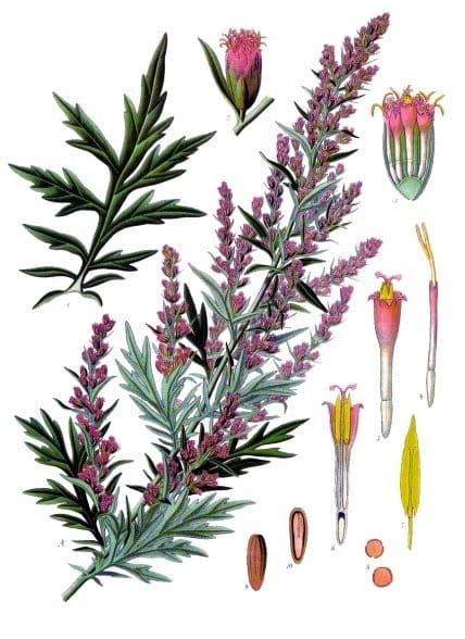 A colorful scientific illustration of a plant stalk with green, many-forked leaves and little pink flowers.
