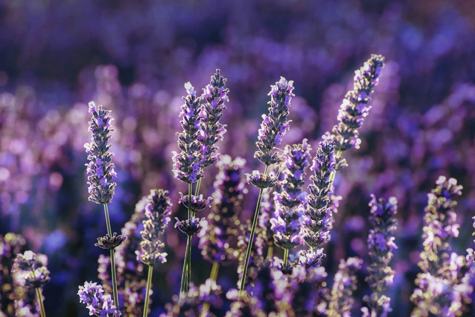 Stalks of vibrant purple lavender flowers, lit by bright sunlight.