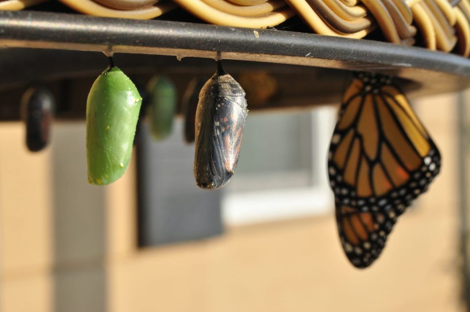 In the foreground, three hanging things: a fresh green chrysalis, a transparent chrysalis showing the butterfly within, and a monarch butterly emerged.