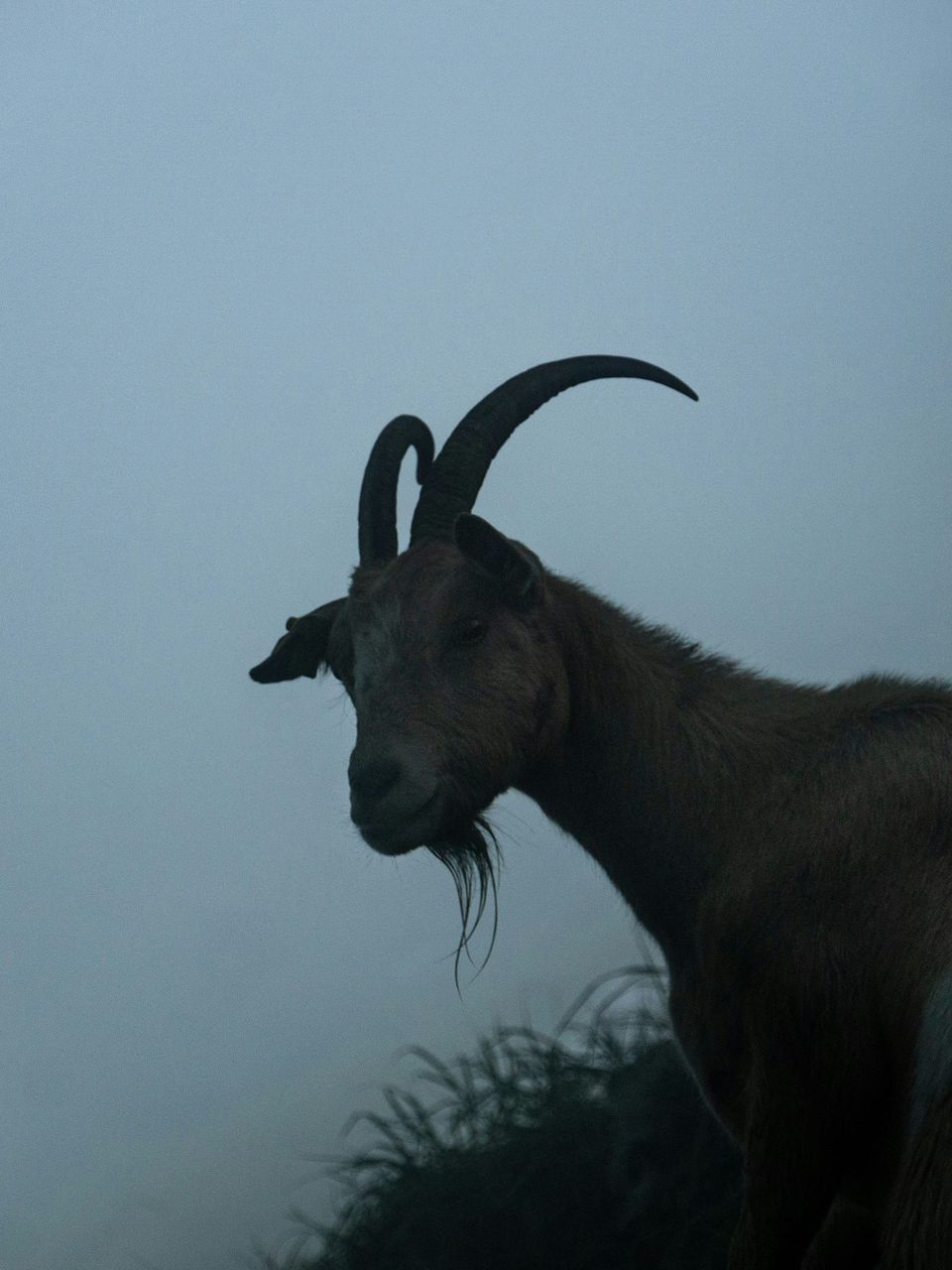 The silhouette of a dark, horned goat against a twilit sky.