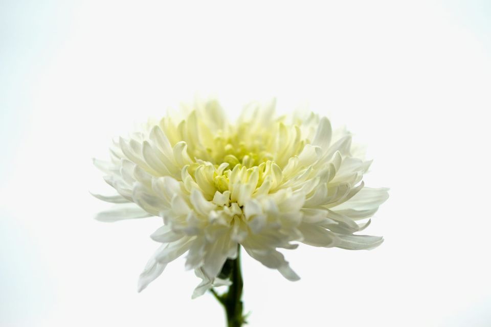 A flower with many thin, layered petals, their color mostly white but with a buttery yellow undertone.