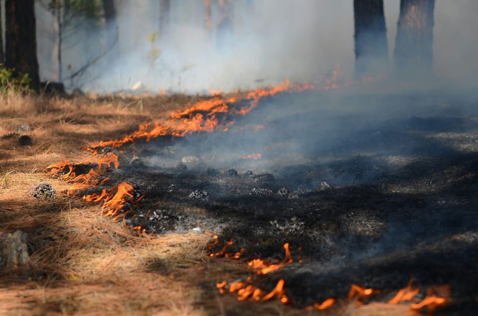 Fire creeps over pine needles in a forest, leaving a black carpet in its wake.