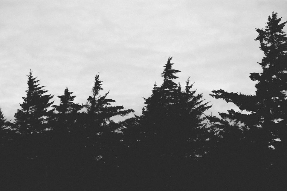 A line of black conifer trees against a background of white clouds.