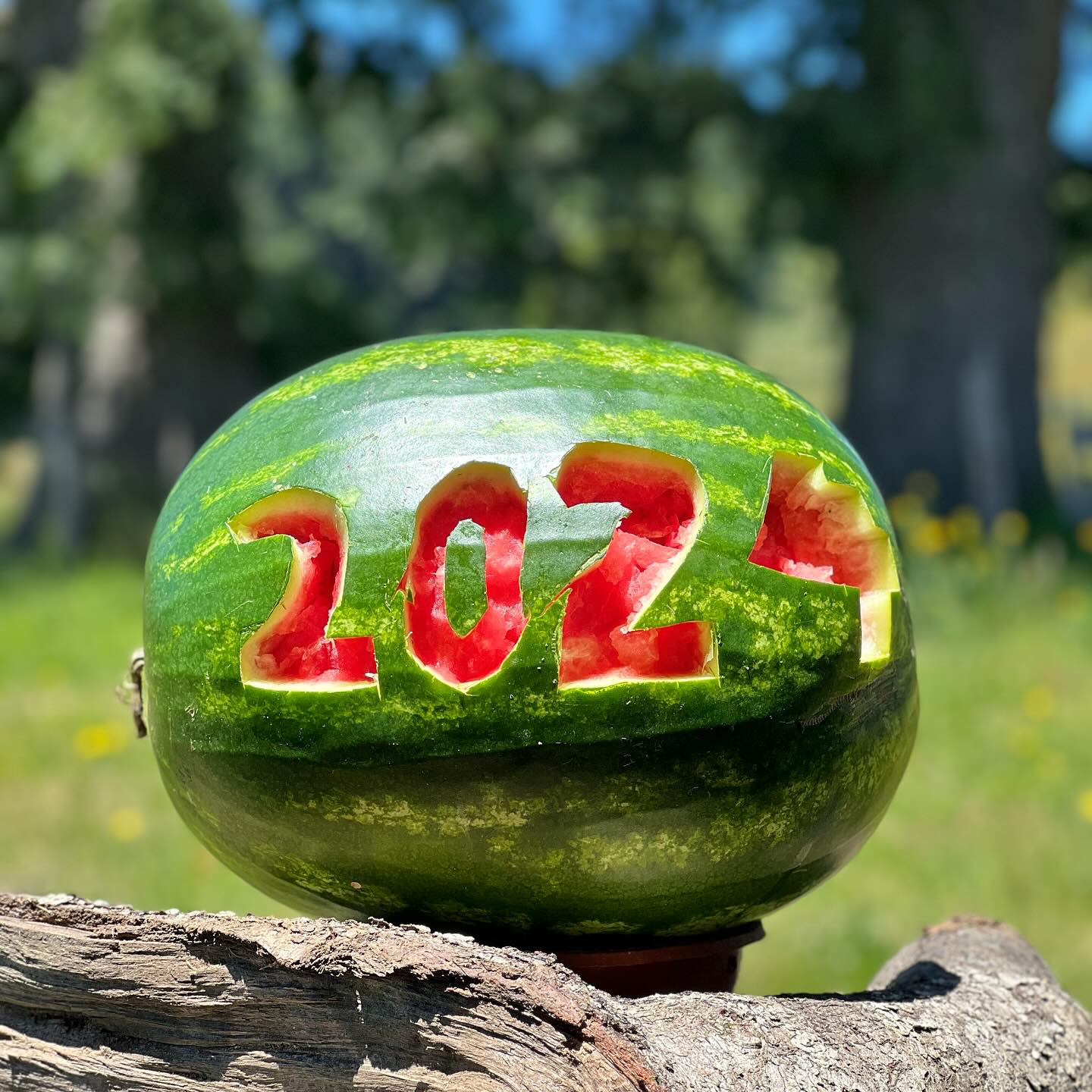 Hola 2024