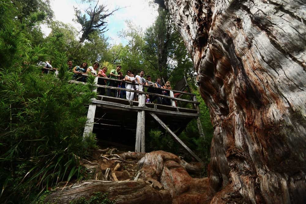 Parque Nacional Alerce Costero