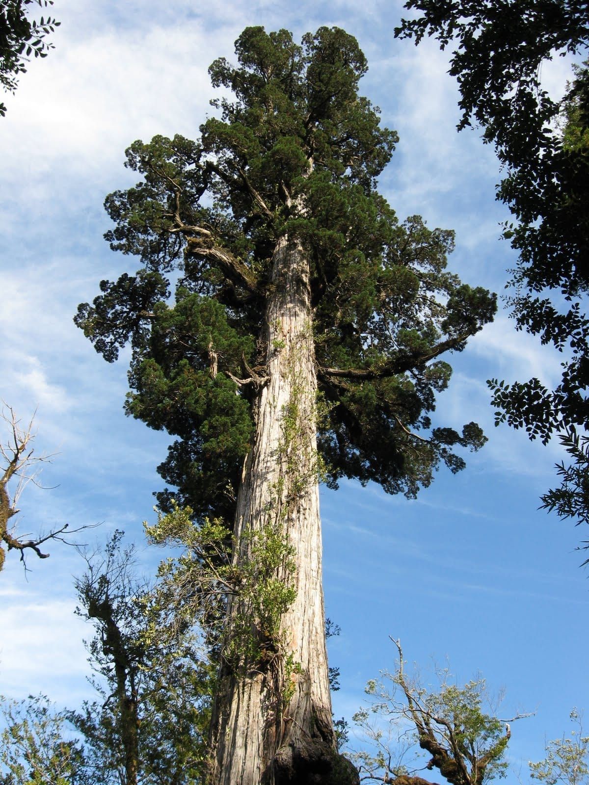 El mayor tesoro de Chile