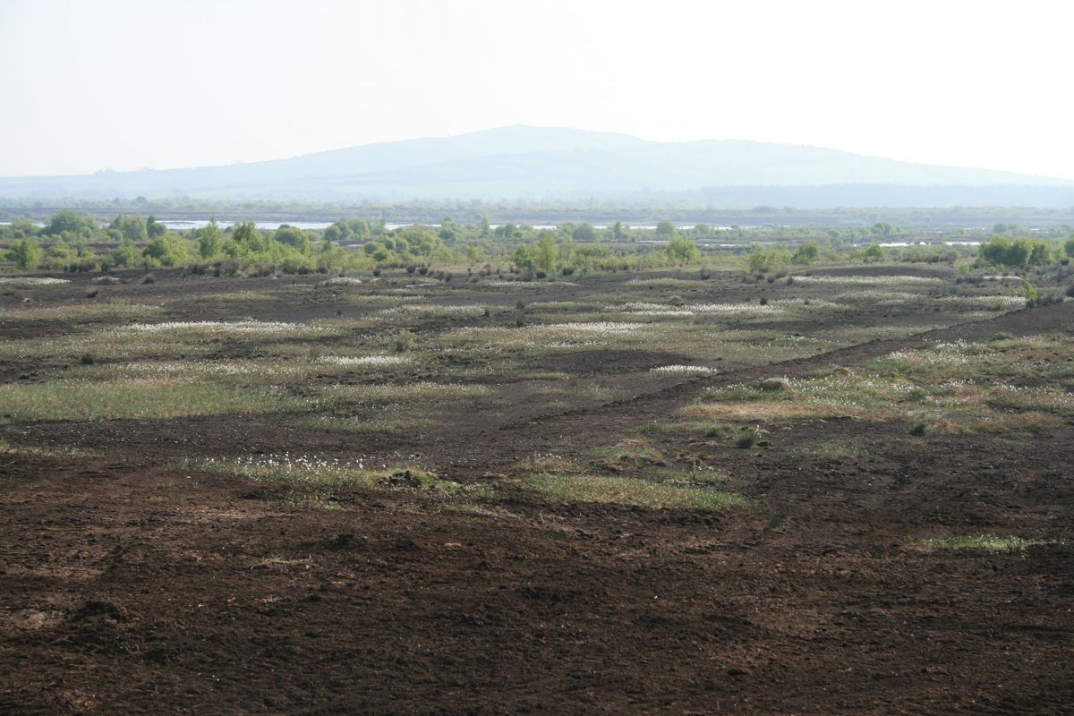Bog Communism