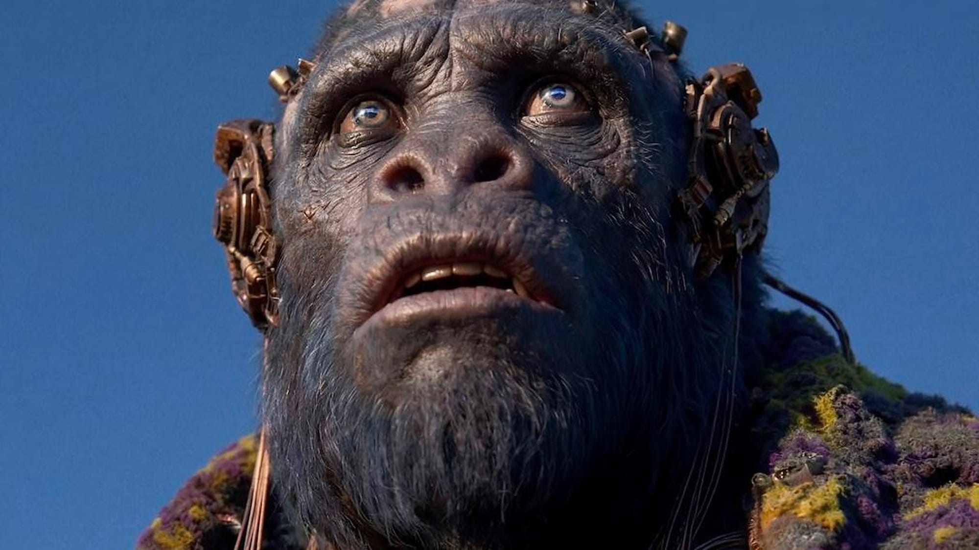 An ape with brass implants along its head, looking up into a blue sky