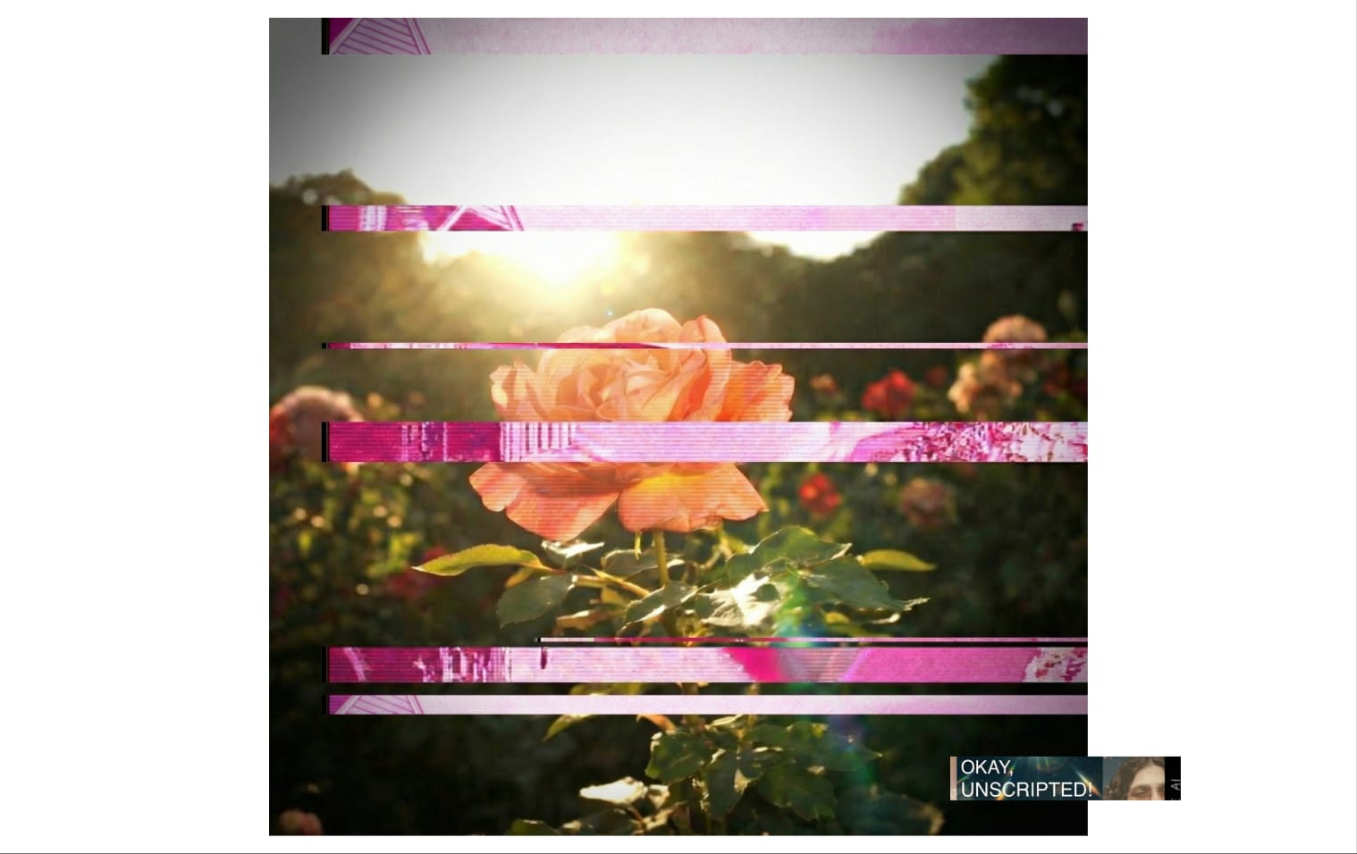 A peach rose in a sunlit garden, sliced by bands of pink digital glitch