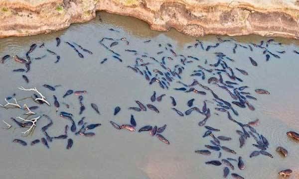 നൂറിലധികം മുതലകള്‍ ഒറ്റയടിക്ക് ആക്രമിക്കാന്‍ വന്നു; രക്ഷപ്പെടാന്‍ ഹിപ്പോകള്‍  നടത്തുന്ന പോരാട്ടം കണ്ടോ