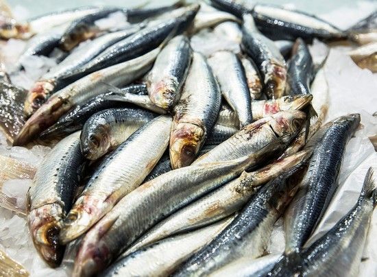 കേരളത്തിൽ മത്തി ചാകര ഇനിയില്ല...