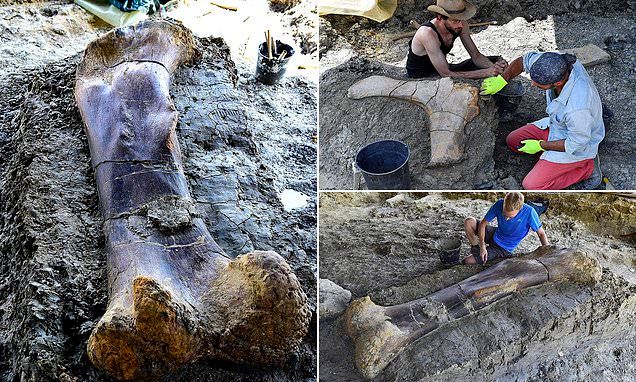 മനുഷ്യനേക്കാളും നീളമുള്ള തുടയെല്ല്! പത്താനകളുടെ ഭാരം; ഈ ഫോസിൽ ഏതാണെന്നറിയാമോ?