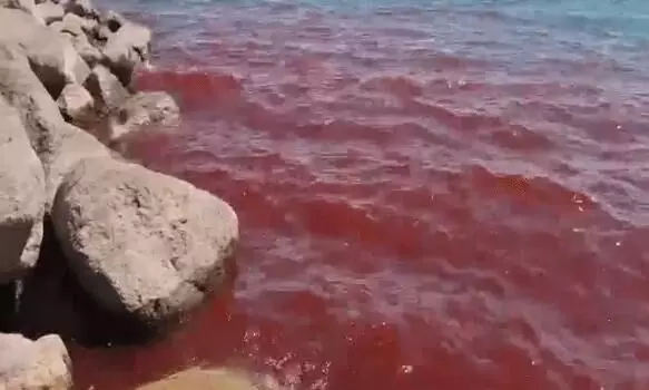 ഇസ്രായേലിലെ 'ഗലീലി കടലിലെ' വെള്ളം കണ്ട് ഭയന്ന് ആളുകള്‍, റിപ്പോര്‍ട്ട്