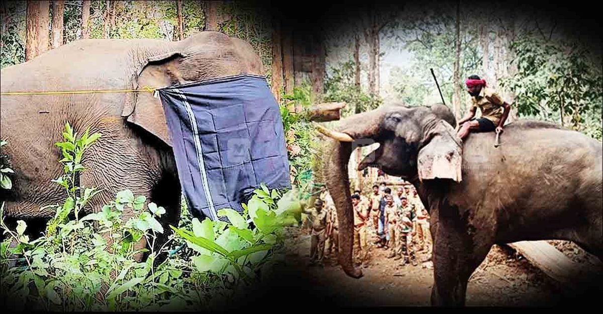 പി.ടി-7നെ പിടികൂടിയിട്ടും ഭീതി ഒഴിയാതെ ധോണി: ഇന്നും മേഖലയില്‍ കാട്ടാന