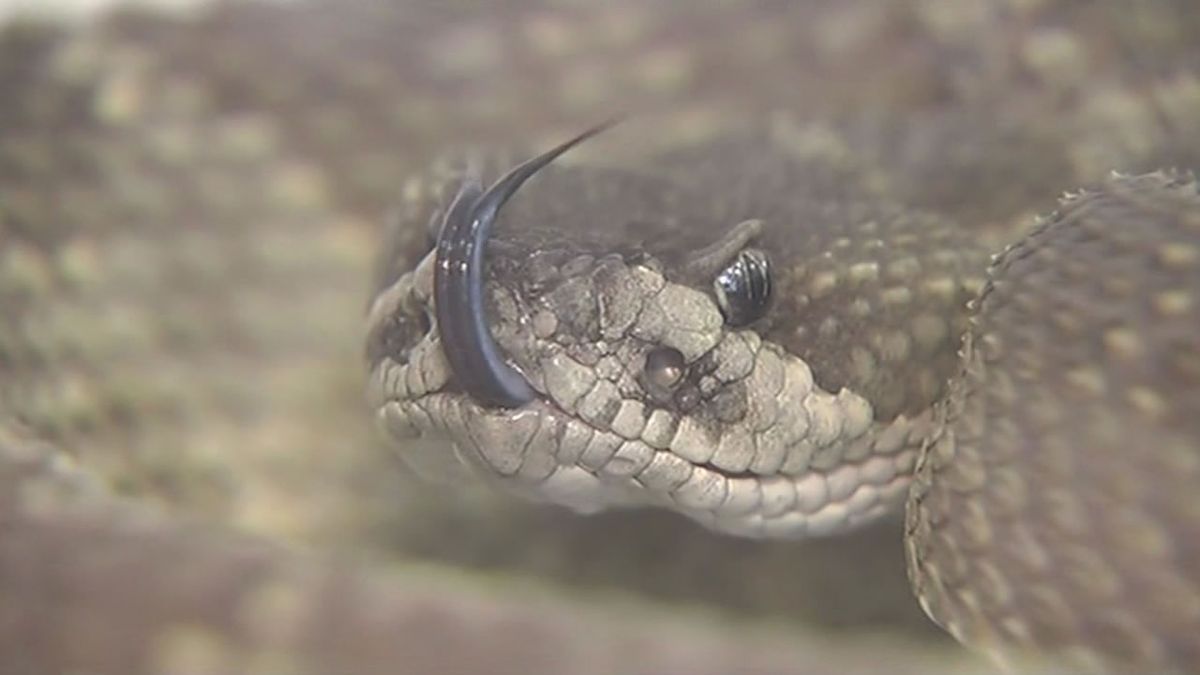 ഗതാഗത നിയമം ലംഘിച്ച സ്കൂട്ടർ യാത്രക്കാരന്റെ രേഖകൾ തപ്പിയ പൊലീസുകാരനു ലഭിച്ചത് അണലി...!