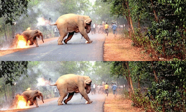കരളലിയിക്കുന്ന ഈ ചിത്രത്തിന് പിന്നിലൊരു കഥയുണ്ട്;  ഒരു കൊടുംക്രൂരതയുടെ കഥ