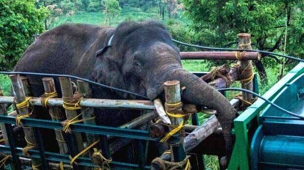 അരിക്കൊമ്പന്റെ റേഡിയോ കോളറിൽ നിന്ന് സിഗ്നൽ കിട്ടുന്നില്ല, ആന തിരിച്ചുവരാനുള്ള സാദ്ധ്യതയുണ്ടെന്ന് വിദഗ്ദ്ധ സമിതിയംഗം