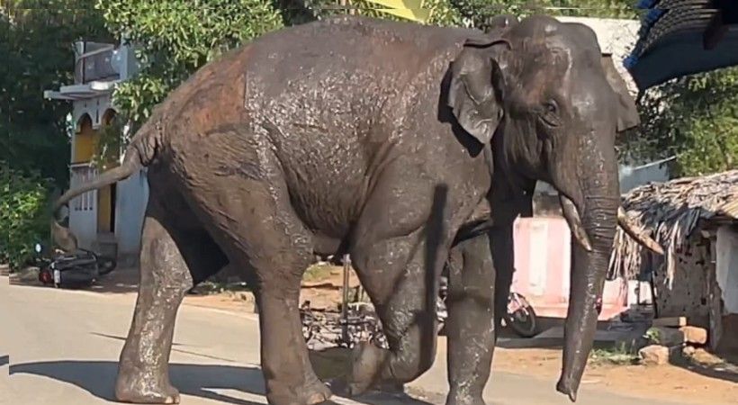 അരിക്കൊമ്പൻ തമിഴ്‌നാട്ടിൽ തന്നെ തുടരും; കേരളത്തിൽ എത്തിക്കണമെന്ന ഹർജി തള്ളി