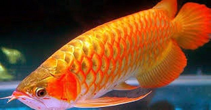 മീനുകള്‍ക്ക് സൗന്ദര്യം വര്‍ധിപ്പിക്കാന്‍ കോസ്മറ്റിക് സര്‍ജറി; സംഗതി സിംഗപ്പൂരില്‍