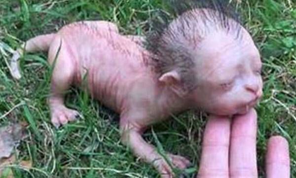 മനുഷ്യ മുഖമുള്ള വിചിത്രജീവി മലേഷ്യയില്‍; സത്യം എന്ത്?