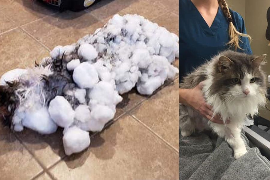 ഒന്ന് ചുറ്റിക്കറങ്ങാൻ ഇറങ്ങിയതാ…പക്ഷെ പണിപാളി: മഞ്ഞില്‍ പുതഞ്ഞ് പൂച്ചക്കുട്ടി; മണിക്കൂറുകള്‍ നീണ്ട പരിശ്രമത്തിനൊടുവിൽ, ജീവന്‍ തിരിച്ചുകിട്ടി