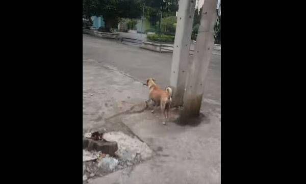 ഏറെ നേരത്തെ കാത്തിരിപ്പിനൊടുവില്‍ കിട്ടിയ ഒരു കഷ്ണം ഇറച്ചിയുമായി അവള്‍ പോയി; കരളലിയിക്കും ഈ വീഡിയോ