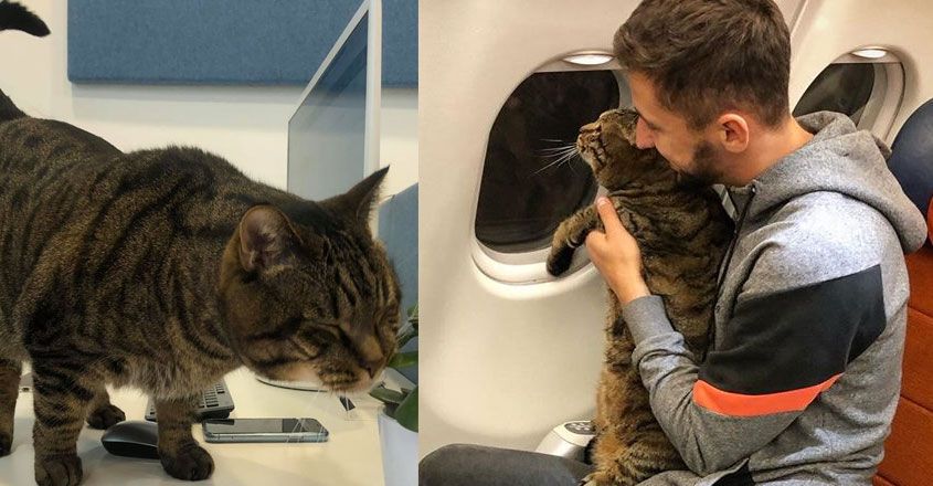 അമിതഭാരമുള്ള പൂച്ചയെ ആരുമറിയാതെ വിമാനത്തില്‍ കയറ്റി; യുവാവിനെതിരെ ശിക്ഷാനടപടിയുമായി വിമാനക്കമ്പനി