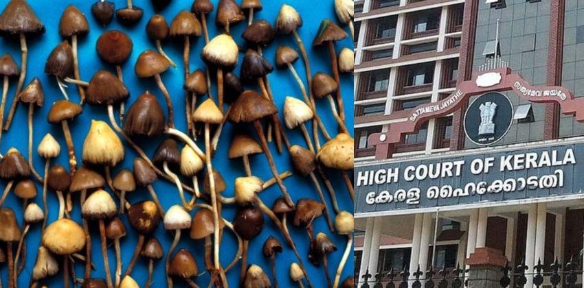 ‘മാജിക് മഷ്റൂം ലഹരിയല്ല’, സ്വാഭാവികമായി ഉണ്ടാകുന്ന ഫംഗസെന്ന് ഹൈക്കോടതി, ലഹരിക്കേസ് പ്രതിക്ക് ജാമ്യം