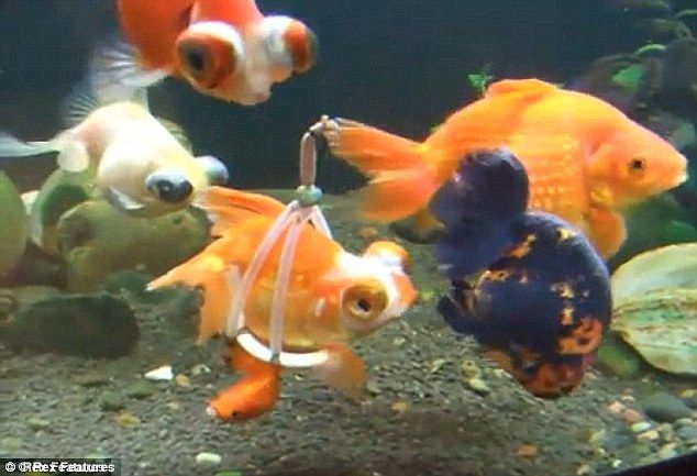 നീന്താനാവാത്ത ഗോൾഡ് ഫിഷിന് വീൽ ചെയർ